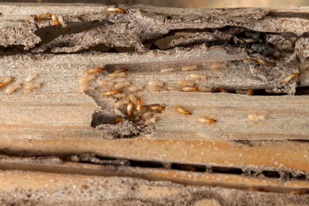 Best Local Pest Control Services  in Williamsburg, KY